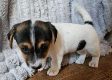 jack russell puppies for sale stoke on trent