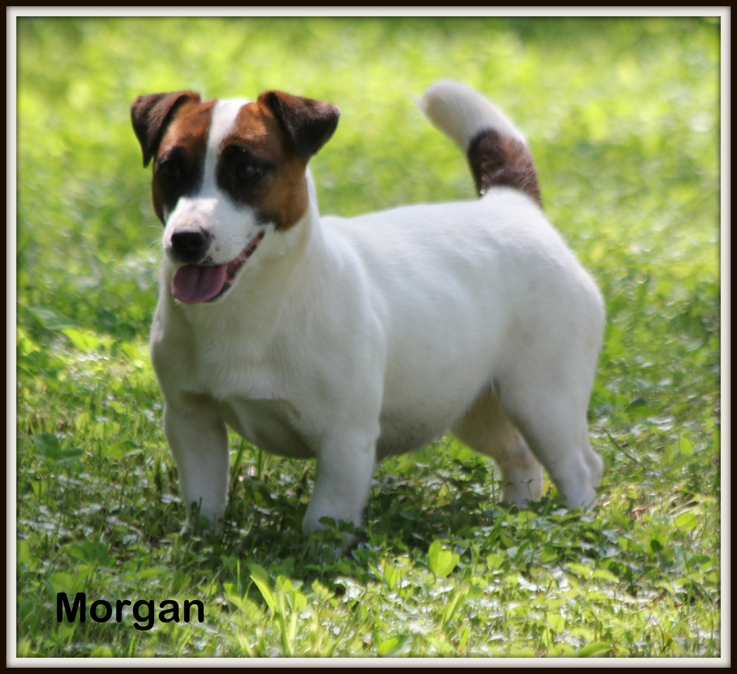 jack russell puppies louisiana