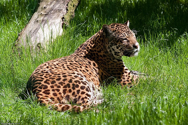 jaguar ingilizce tanıtımı