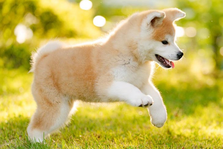 japanese akita for sale