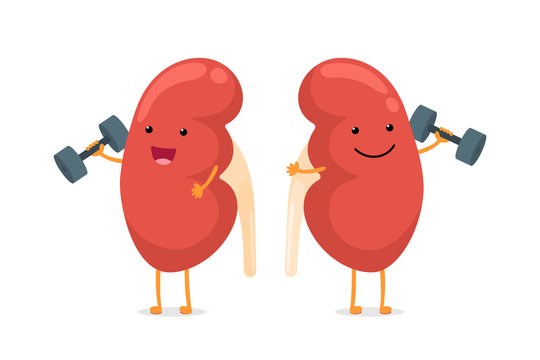 kidney cartoon images