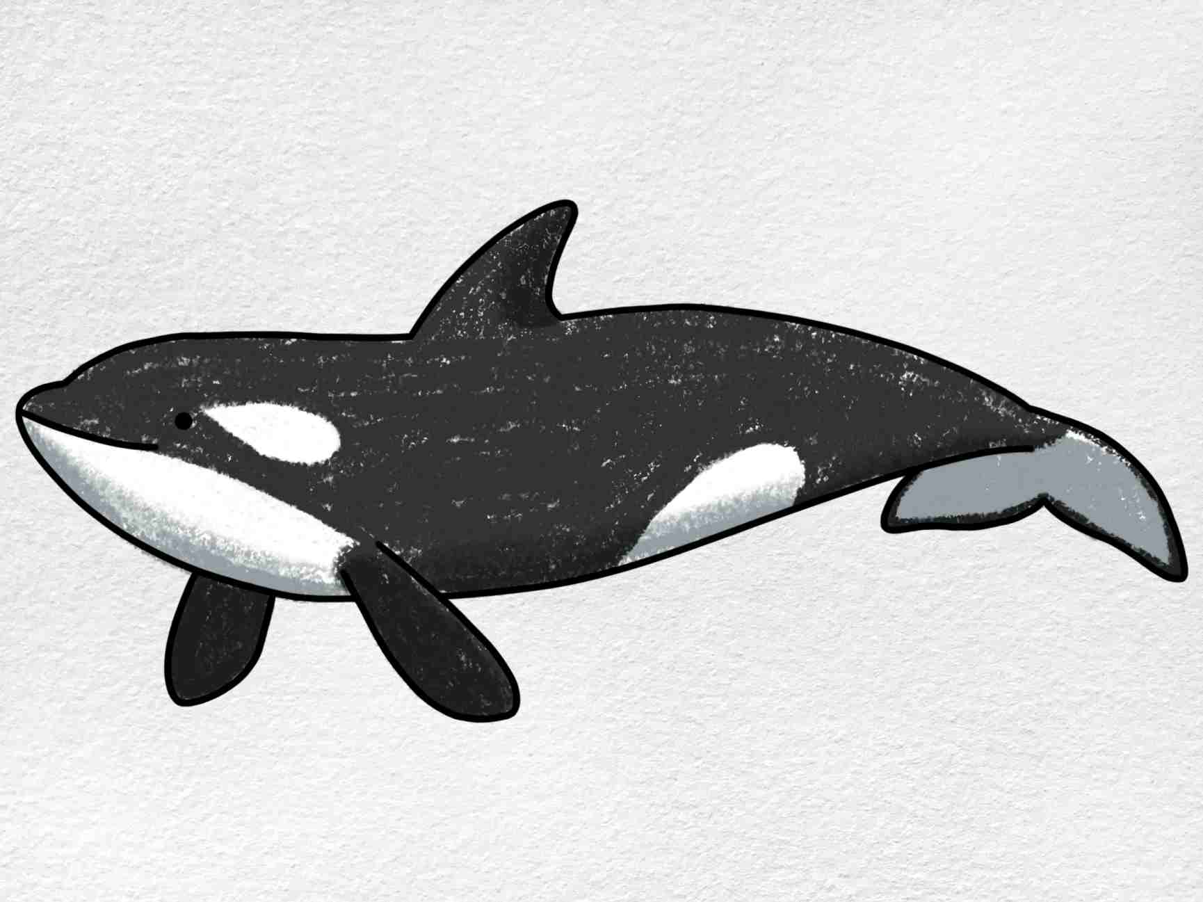 killer whale drawing