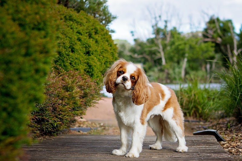 king charles cavalier puppies for sale near me