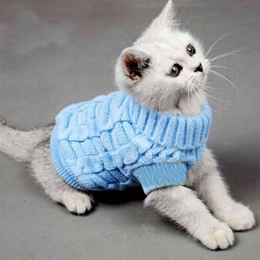 kittens with clothes