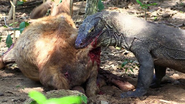 komodo dragons diet