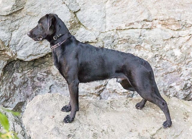 labrador malinois mix