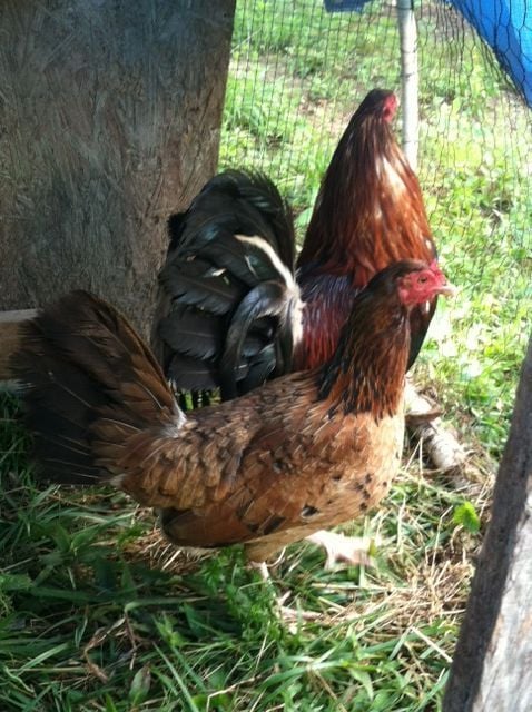 lacy roundhead hen