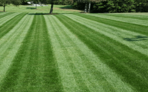 lawn mowing oran park