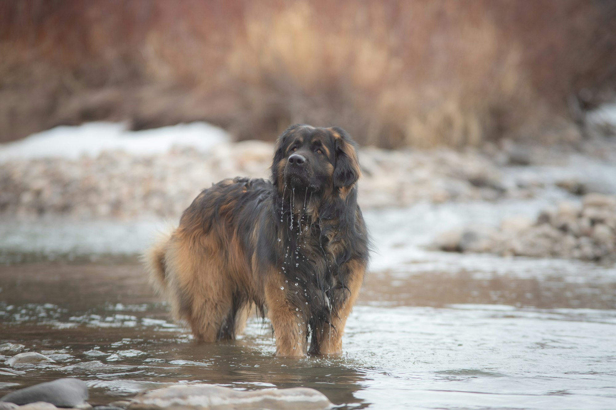 leonberger dog cost