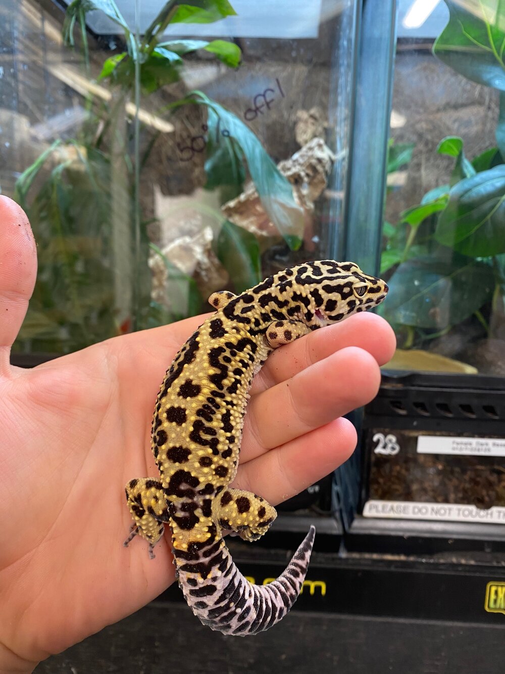 leopard gecko for sale