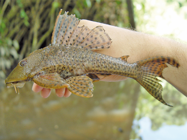 lifespan of pleco