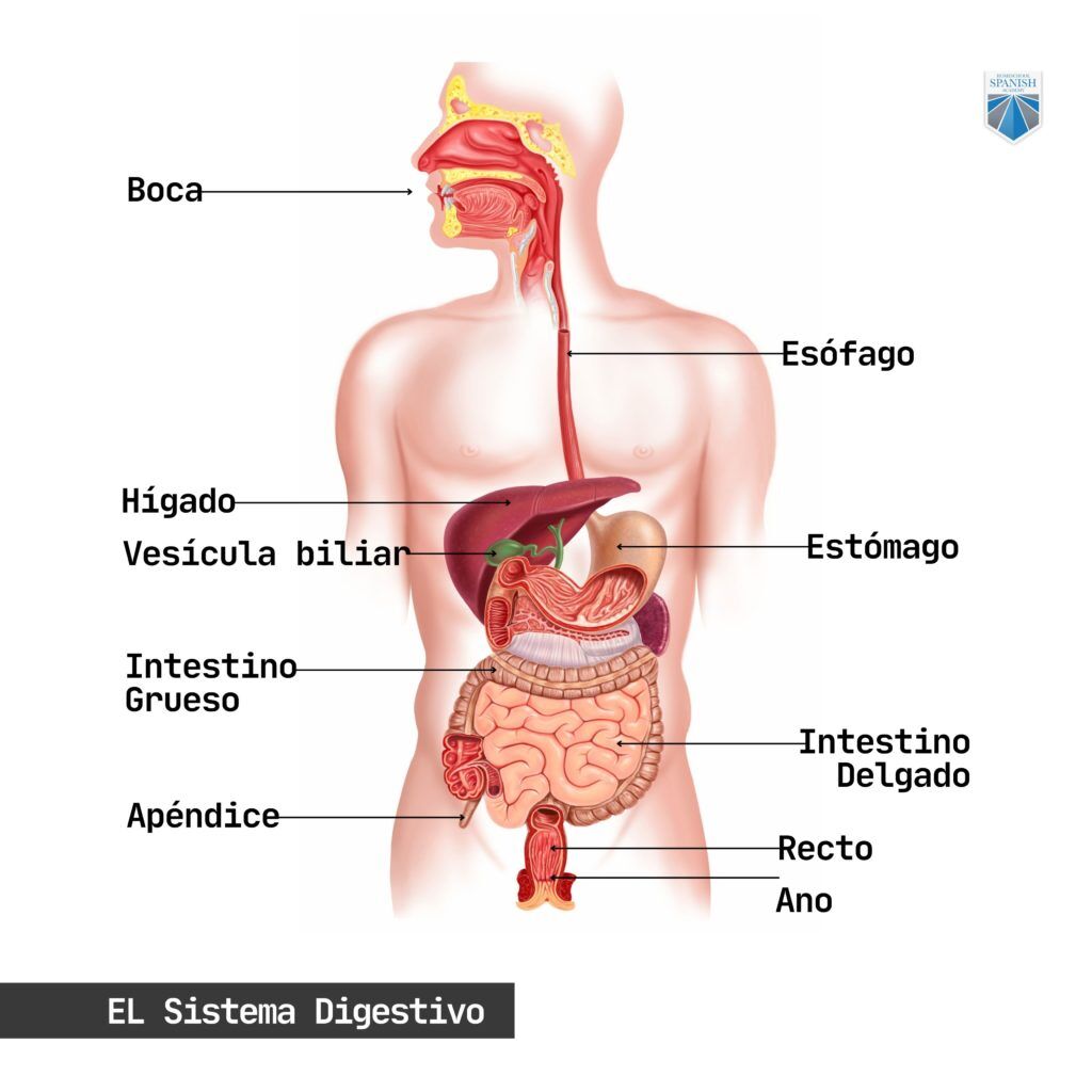 liver in spanish translation