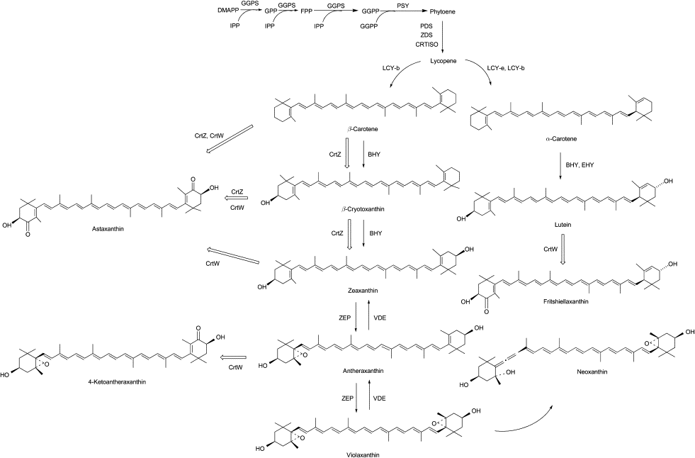 lycopene beta cyclase