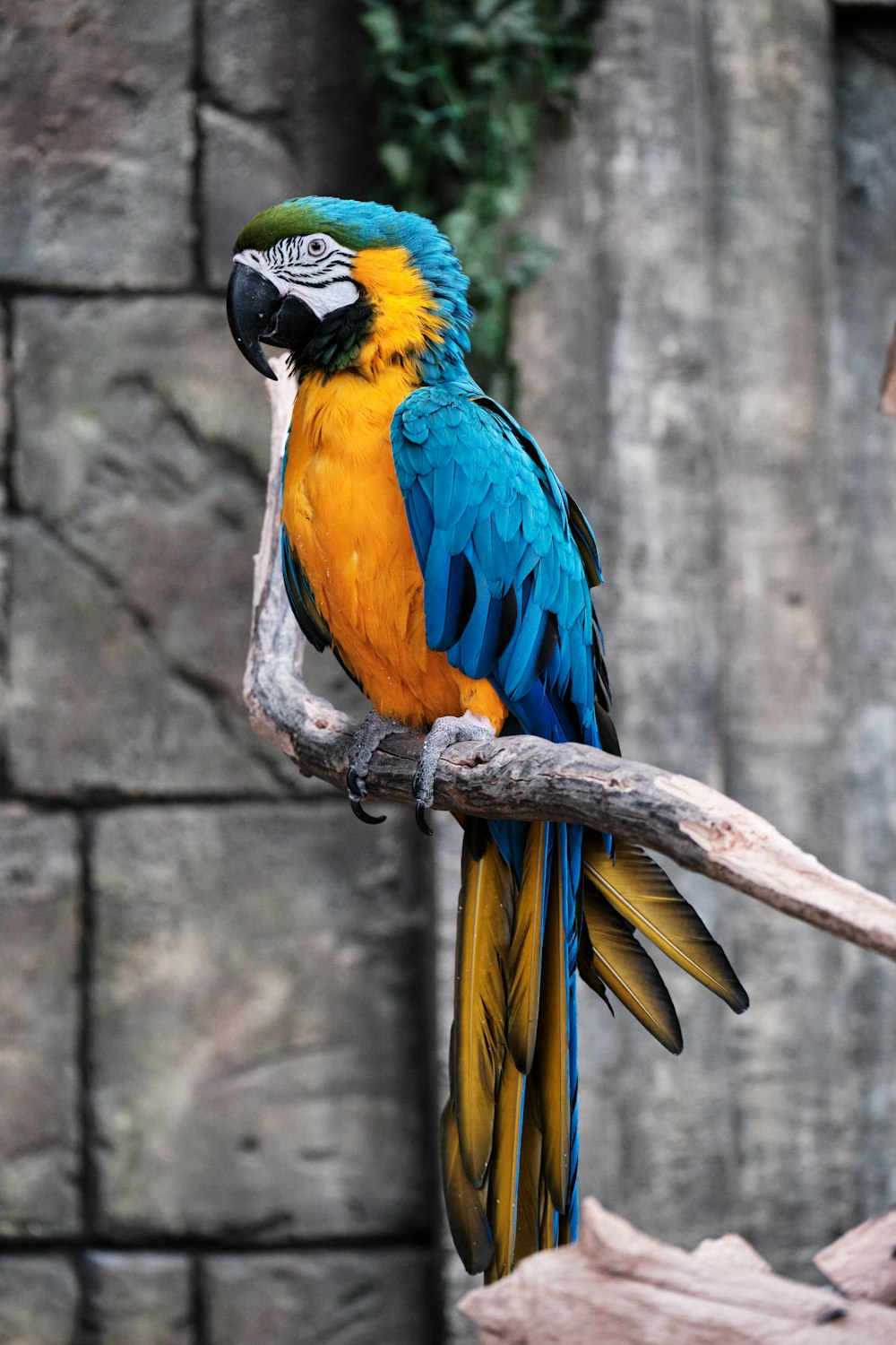 macaw pictures