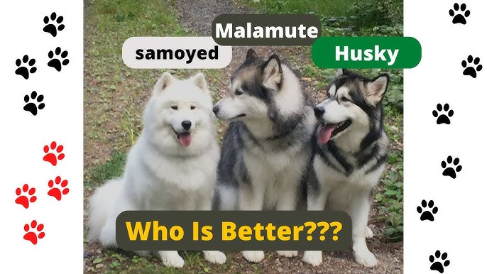 malamute vs samoyed