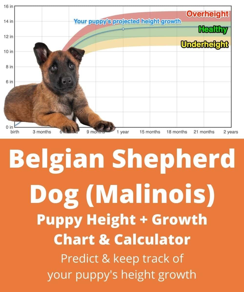 malinois weight chart