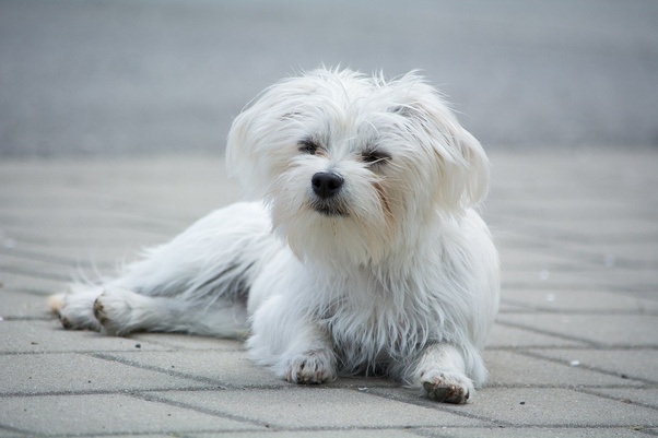 maltese puppy price