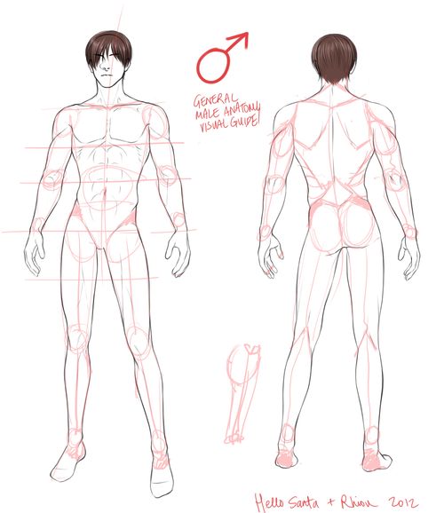 man anatomy reference