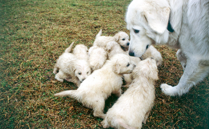 maremma sheepdog temperament