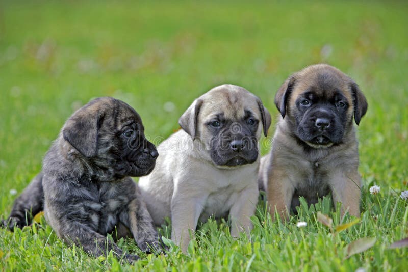 mastiff puppies