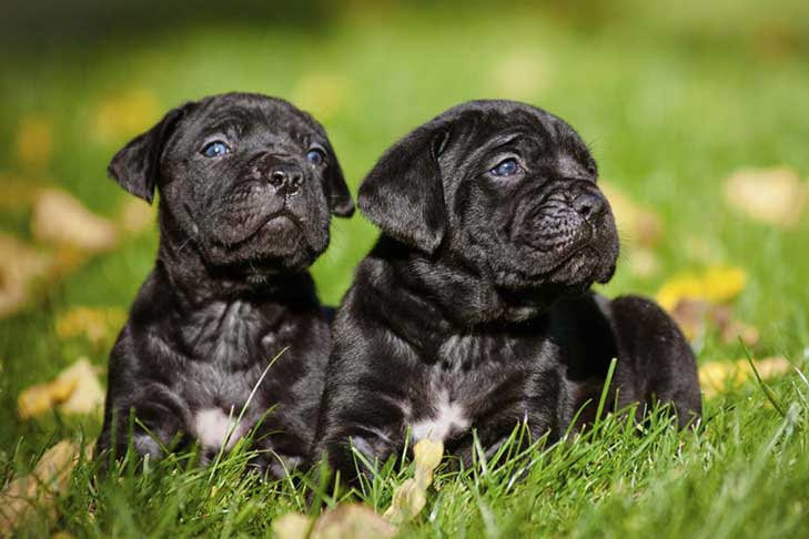 miniature cane corso