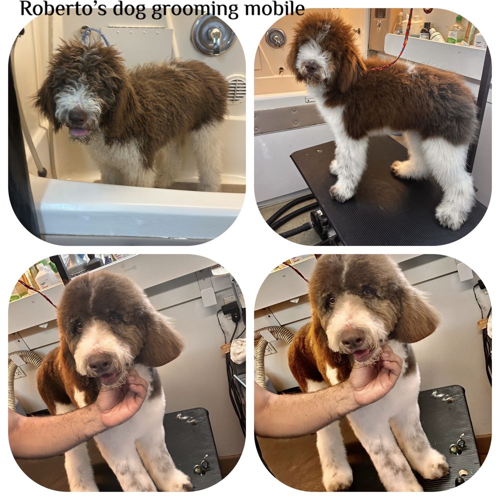 mobile dog wash and grooming