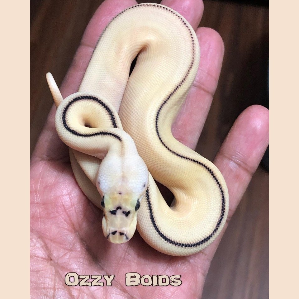 mojave pied ball python