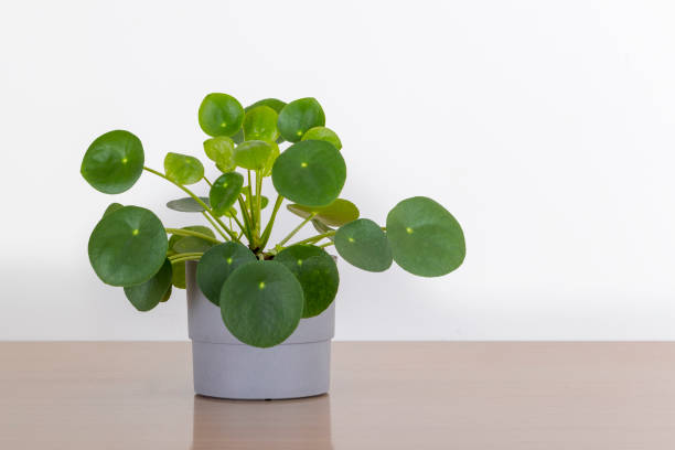 money plant images hd