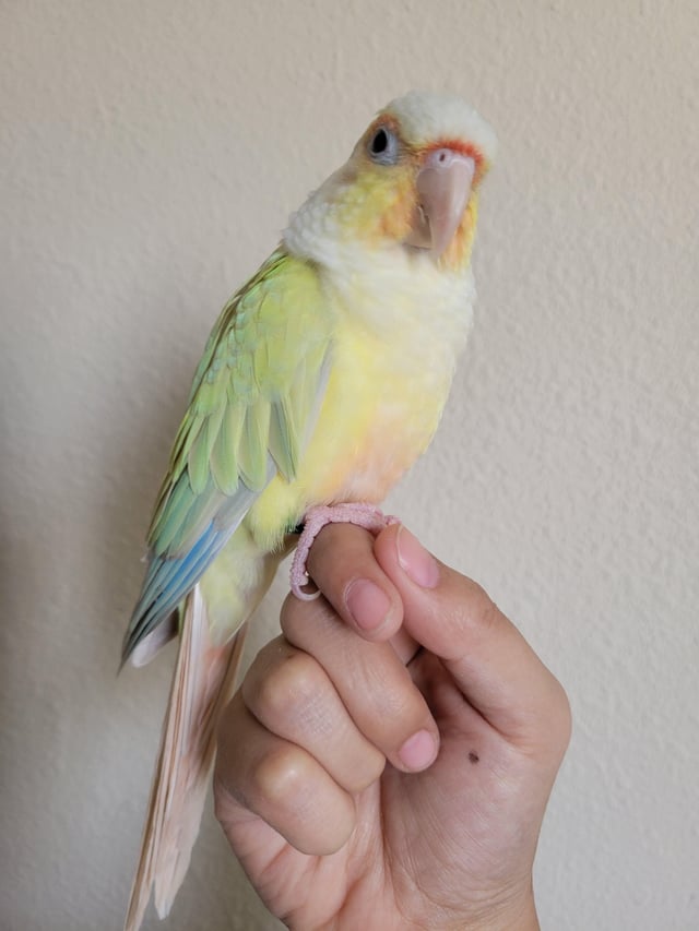 moon cheek conure