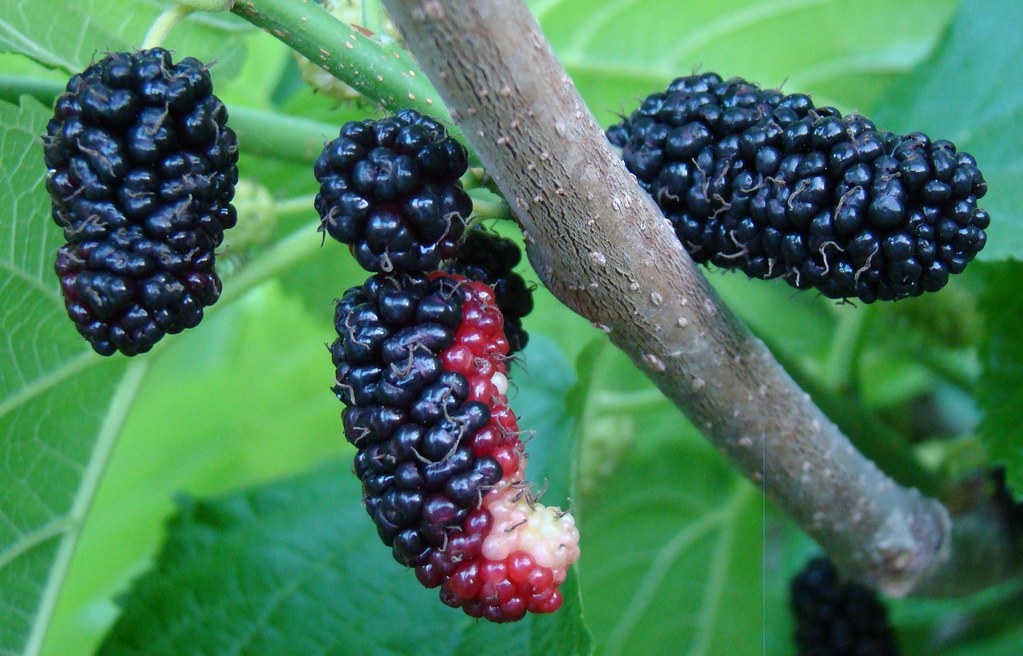 mulberry meaning in bengali