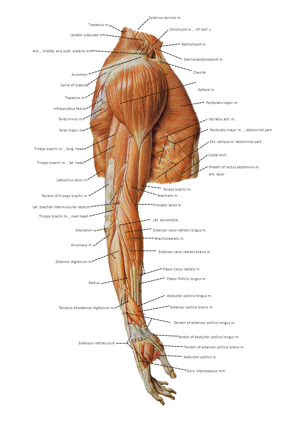 muscles in the arm diagram