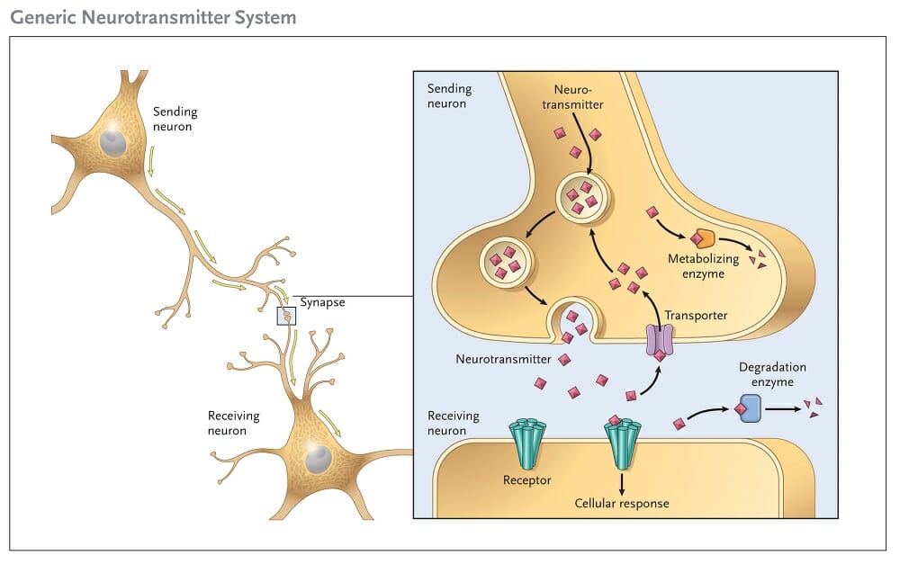 nmda receptors