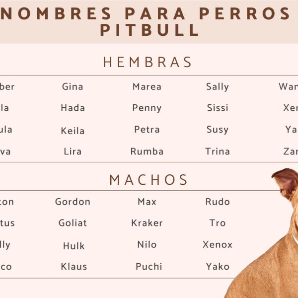 nombres de perros pitbull blue hembra