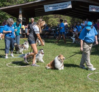 northern virginia sheltie rescue