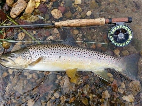 pa fish trout stocking schedule