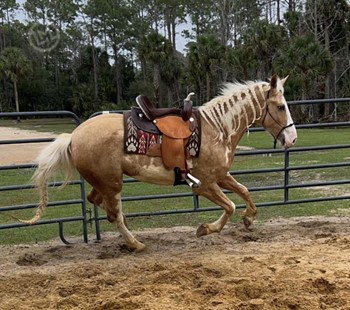 paint horses for sale in florida