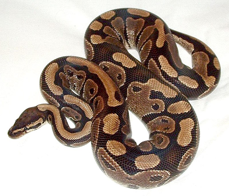 paithan snake images