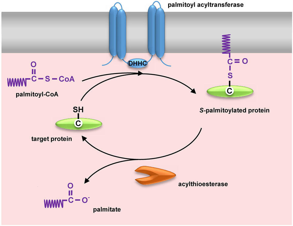 palmitoylation