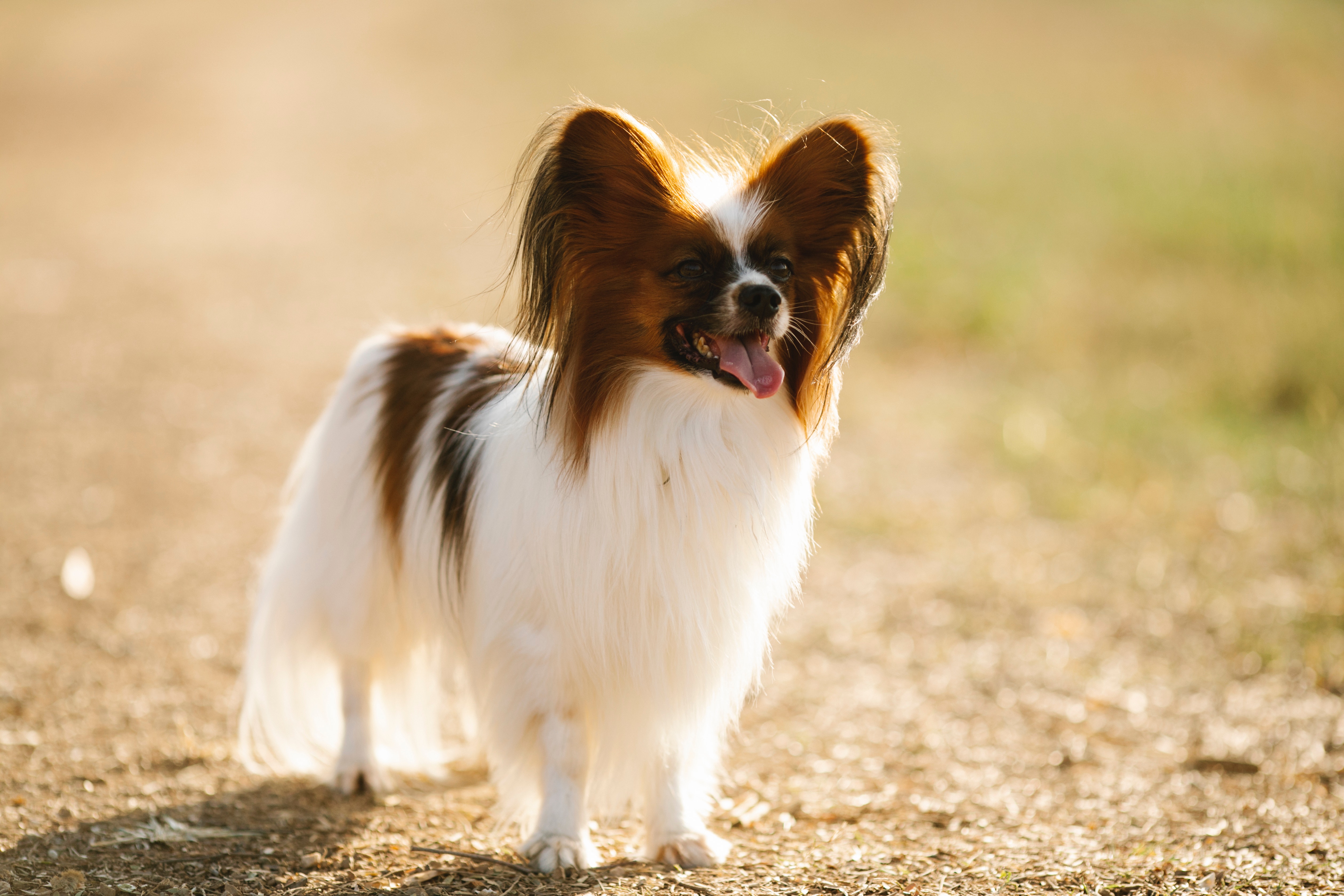 papillon puppies for sale