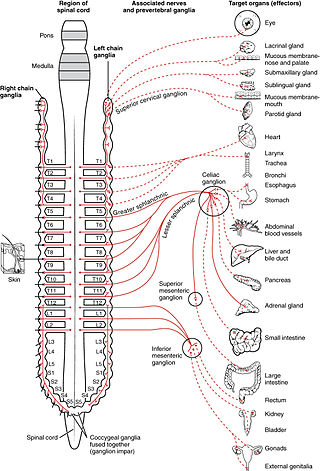 parasympathetic meaning in tamil