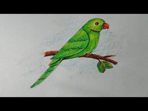 parrot drawing