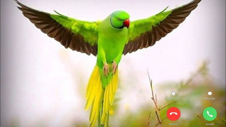 parrot message tone