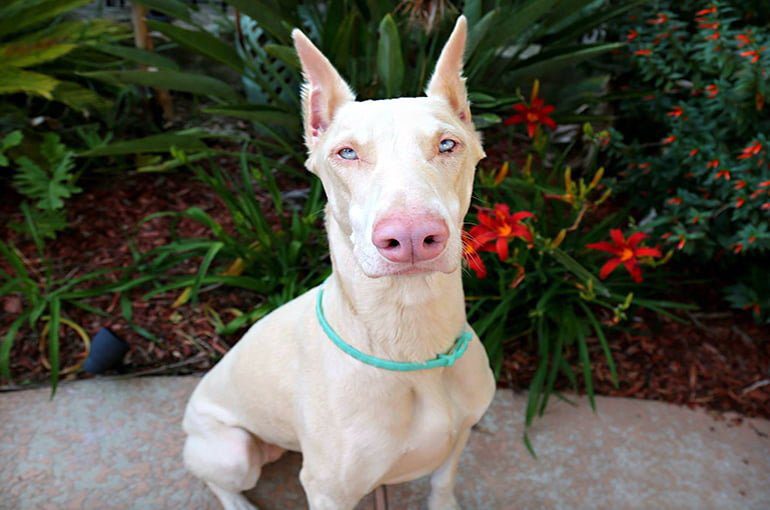 perro doberman blanco