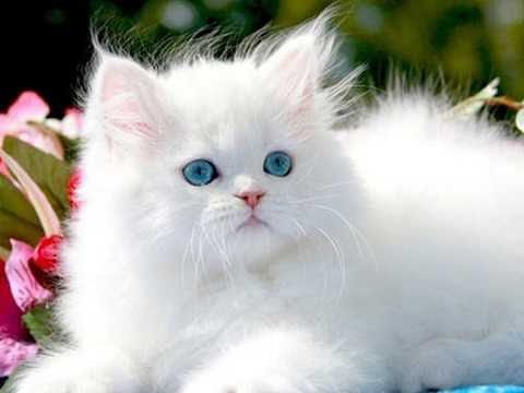 persian cat price