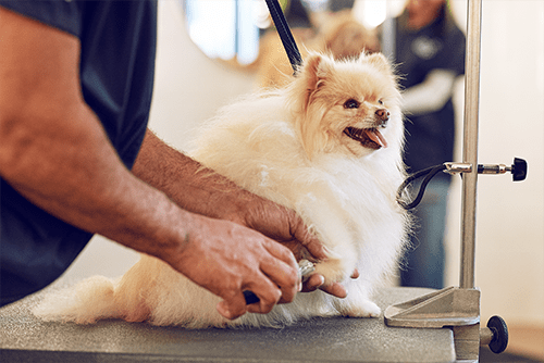 petco grooming hours