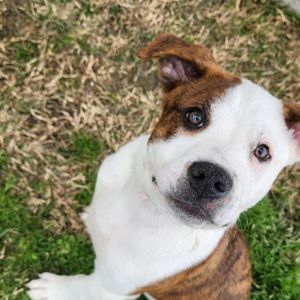 petfinder macon ga