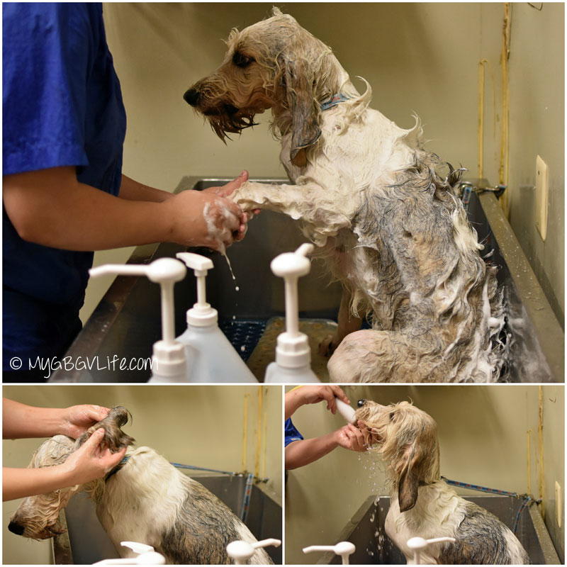 petsmart dog bath