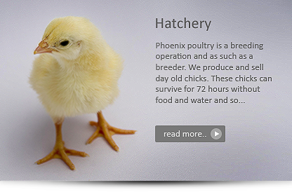 phoenix chicks price