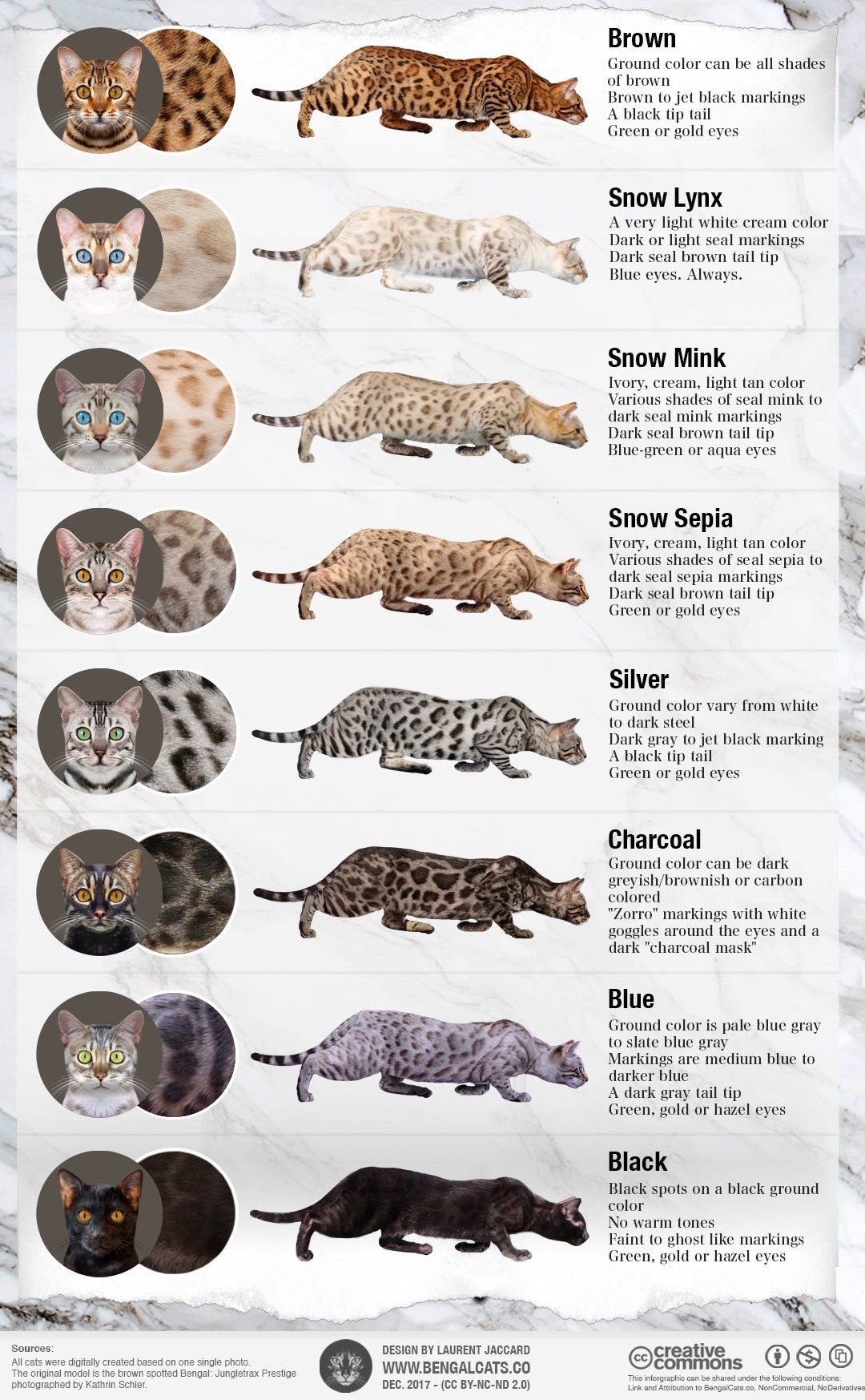 pics of a bengal cat