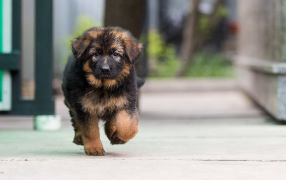 pics of german shepherd puppy